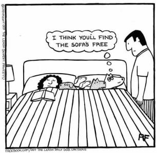 for-blog-dogs-on-bed